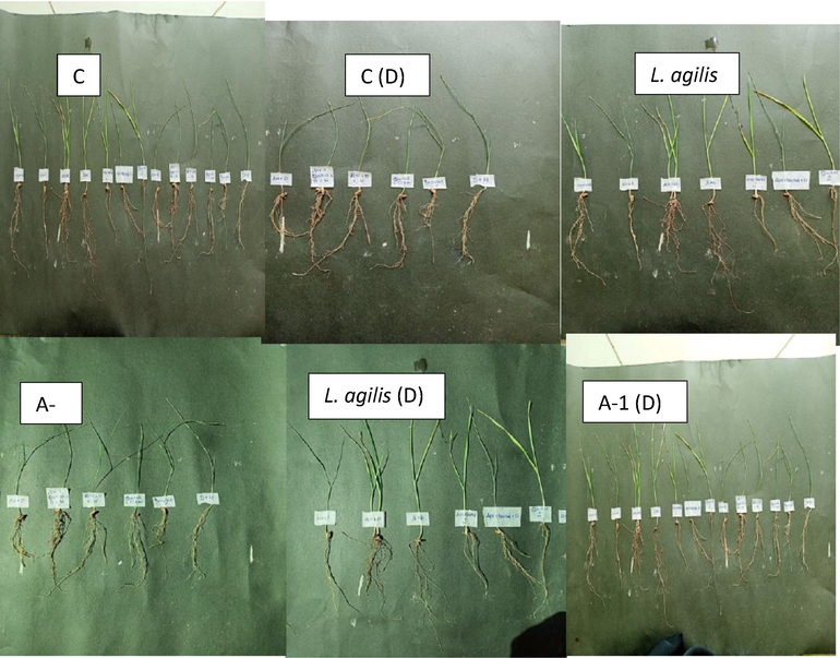 Shows Petri plate assays of stress induce wheat plant and L. agilis and L. plantarum C = Control, D = drought.