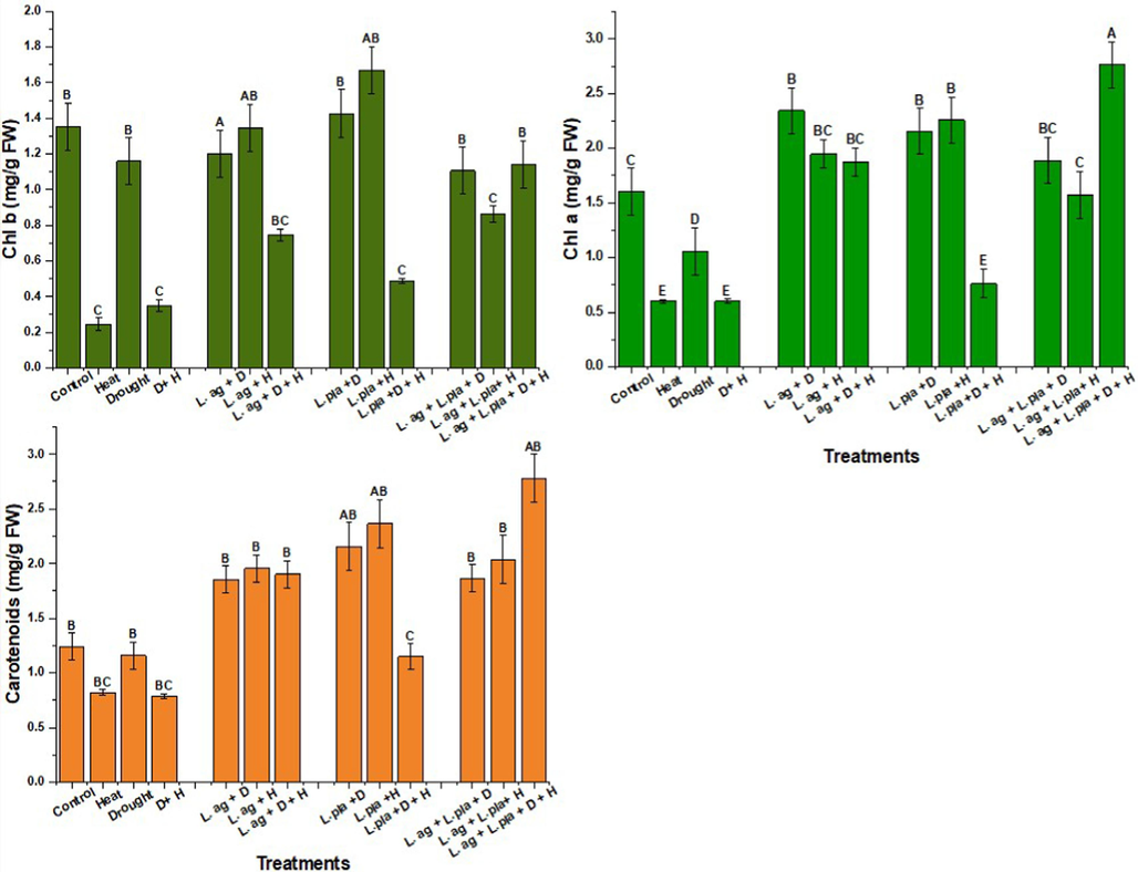 Shows contents of carotenoid, chlorophyll a and b after stress, L. agilis and L. plantarum treatments Alpha 0.05. Between the means, there is significant statistical difference.