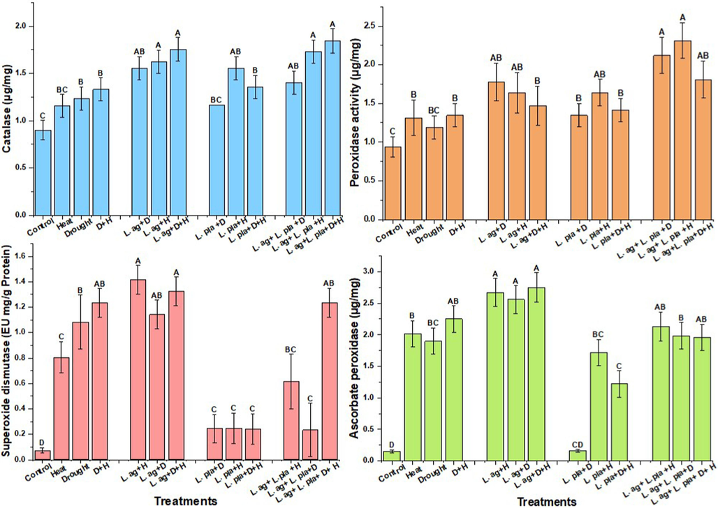 Activities of peroxidase, catalase, super oxide dismutase and ascorbate peroxidase in stress, L. agilis, L. plantarum treatments Alpha 0.05. Between the means, there is significant statistical difference.