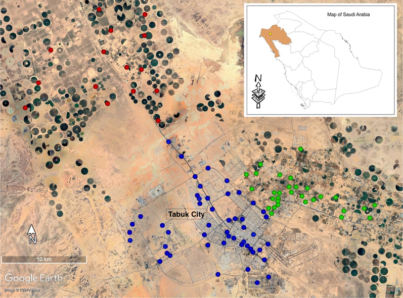 The study area where the fieldwork was conducted to search for common myna in Tabuk City and its surrounding areas in the spring and summer of 2023 and 2024. Points on the map indicate a common myna occurrence record, with blue points indicating urban habitat, green points indicating suburban habitat, and red points indicating agricultural habitat. The image of the study area was obtained using the Google Earth Pro, accessed on June 29, 2024. The map of Saudi Arabia was generated using ArcGIS software.