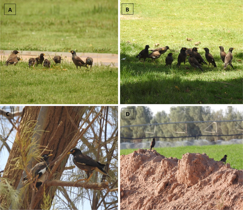 Detection of the introduced common myna across the studied habitats in northwestern Saudi Arabia in 2023 and 2024. A and B: groups of common mynas observed in parks in Tabuk City. C: common mynas observed in a suburban habitat near Tabuk City. D: common mynas observed in an agricultural habitat. Photos by Abdulaziz Alatawi.