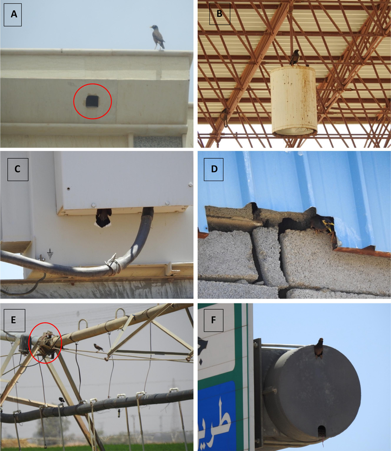 Common myna nest site selection in some of the visited habitats in Tabuk Province, northwestern Saudi Arabia in 2023 and 2024. A: the red circle indicates a common myna nest located in a hole within a building. B: common mynas using lamp posts as nesting sites. C: a common myna entering an electrical box that was being used as a nesting site. D: a common myna nesting site located in a crevice within a wall covered by a metal sheet. E: common mynas observed entering a crack in the metal beam of an irrigation system in an agricultural habitat. F: a common myna using a road sign as a nesting site. Photos by Abdulaziz Alatawi.