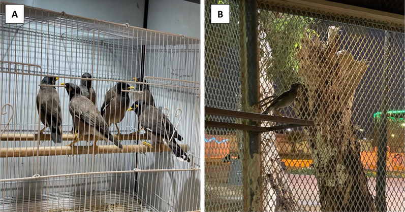 A: Common mynas photographed in captivity at a pet shop, where they were displayed for sale in May 2023. B: a common myna displayed in captivity at a local zoo in June 2024. Photos by Abdulaziz Alatawi in Tabuk City, Tabuk Province, Saudi Arabia.