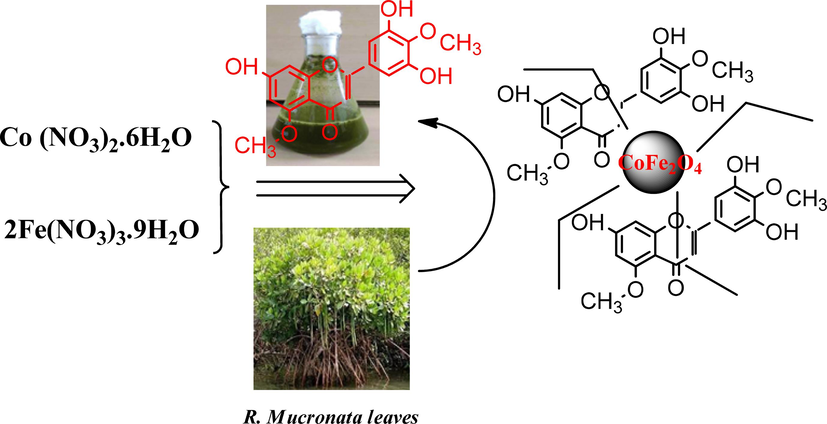 Reaction pathway of formation of CoFe2O4 Nanoparticles using mangrove plant species (R. mucronata leaves extract).