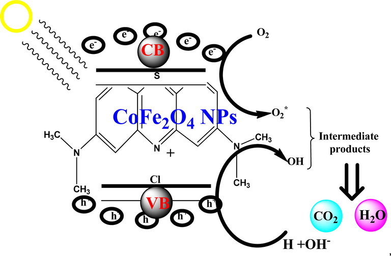 Photodegradation mechanism of cofe2O4 NPs upon methylene blue dye vis photocatalysis.