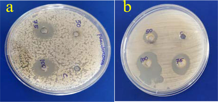 (a) P. aeruginosa and (b) C. albicans.