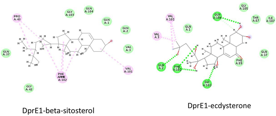 Interaction of beta-sitosterol and ecdysterone with DprE1.