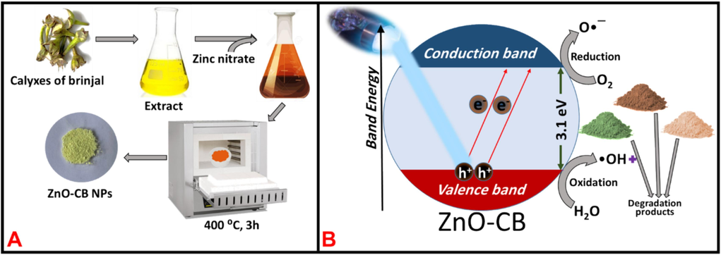 (A) Graphical representation of synthesis of ZnO-CBNPs, and (B) A proposed mechanism for the degradation of dyes.