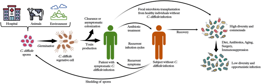 Pathogenesis of C. diff. infection.