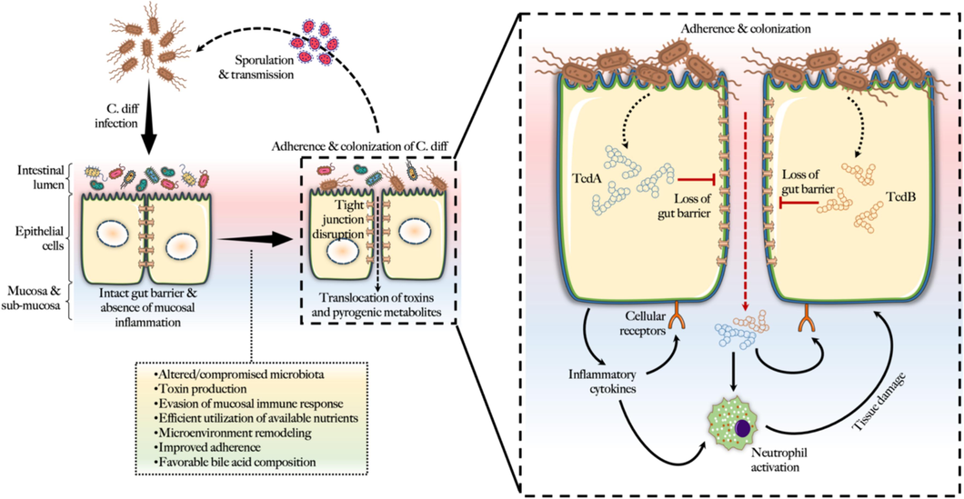 Mechanisms of gastrointestinal colonization and toxicity by C. diff.