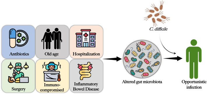 Risk factors of C. diff. infection that alters the gut microbiota to create an intestinal microenvironment that supports opportunistic colonization and infection by C. diff.