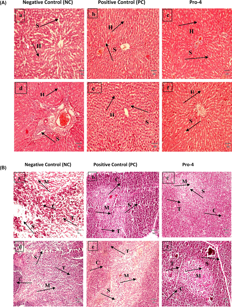 (a) Micrographs of male Wistar rat’s liver (a, b, and c) and female Wistar rats' liver (d, e, and f) at 10X; Negative control; positive control, and Pro-4 (Lactobacillus plantarum MZ727611). It shows histological structures of liver hepatocytes (H) and sinusoids (S). (b) Micrographs of male Wistar rats Thymus (a, b, and c) and female Wistar rats (d, e, and f) at 10X; Negative control; positive control, and Pro-4 (Lactobacillus plantarum MZ727611). They show histological structures of Thymus Cortex (C), Medulla (M), Spaces (S), and Thymocytes (T). No cellular or inflammatory changes are seen in the thymus of male and female rats. Bar = 50 mm.