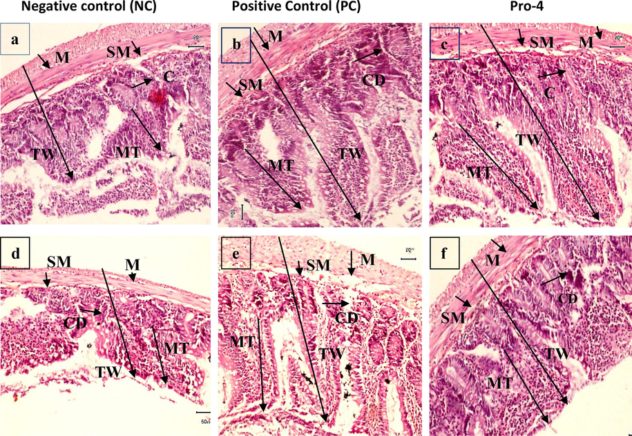 Colon of (a) negative control (b) positive control (c) Pro-4 (Lactobacillus plantarum MZ727611) in male rats, colon of (d) negative control (e) positive control (f) Pro-4 in female rats, mucosa tunic (MT), Crypt depth (CD), Sub-mucosa (SM), total thickness of wall (TW) and Mucosa (M) at 10X Bar = 50 mm.