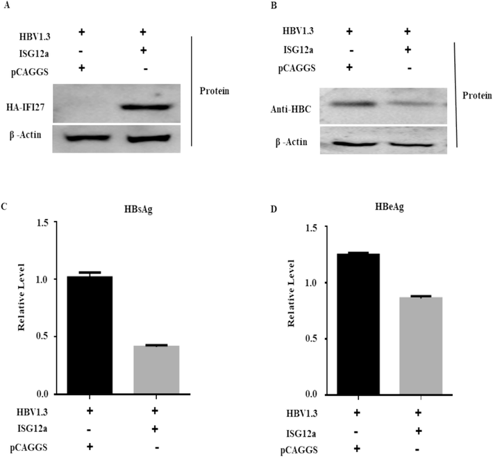 ISG12a represses HBV proteins in Huh7 cells. (A-D) Huh7 cells were co-transfected with 0.4 μg of pHBV1.3 plasmid and 0.4 μg pCAGGS-HA-Anti-ISG12a and/or pCAGGS (empty vector). The ISG12a (A) and HBcAg (B) protein expression levels were examined through western blotting. The expression of β-actin or pSV-β-Galactosidase acts as a loading control. Anti-HA and anti-HBcAg antibodies were used to detect the proteins in these experiments. (C, D) The secreted HBsAg (C) and HBeAg (D) expressions were observed through ELISA.