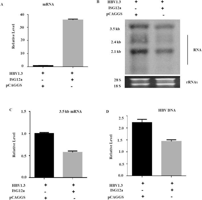 ISG12a suppresses HBV RNA and DNA in Huh7 cells. (A, B, C) Huh7 cells were co-transfected with 0.4 μg of pHBV1.3 plasmid and 0.4 μg pCAGGS-HA-Anti-ISG12a and/or pCAGGS (empty vector). The HBV total RNA was separated from Huh7 cells, which were transfected with pHBV1.3 plasmids, pSV-β-gal, along with pCAGGS-HA-ISG12a or pCAGGS (empty vector). (A) qRT-PCR was used to assess ISG12a mRNA expression. (B) A Northern blot was used to determine the total RNAs, with 28S and 18S (rRNAs) serving as loading controls. (C) The qRT-PCR was utilized to assess the intracellular 3.2 kb mRNA of HBV, where the GAPDH mRNA level of expression acted as a reference control. (D) The pCAGGS-ISG12a or pCAGGS (empty vector) were transfected into Huh 7 cells together with the pHBV1.3 plasmid vector. The intracellular core-associated HBV DNA was extracted and then measured by qPCR.