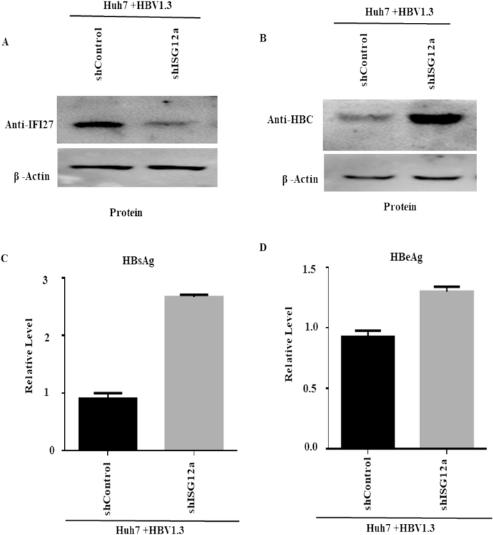 Silencing of ISG12a-enhanced HBV protein in Huh 7 cells: (A-D) Huh7 cells were transfected with plasmids containing 0.8 µg of pHBV1.3 and 0.2 µg of pSV-β-gal. After 24 h, the cells were transduced with lentiviruses expressing shRNAs to target ISG12a (shISG12a) or a control shRNA that was scrambled (shcontrol). Seven cells were collected three days after being transduced by the lentivirus. (A) ISG12a expression and (B) HBcAg levels of protein were detected using western blotting. β-actin acts as a loading control, and ISG12a-specific antibodies were applied to detect these proteins. (C, D) ELISA determined the secreted HBsAg (C) and HBeAg (D) proteins.