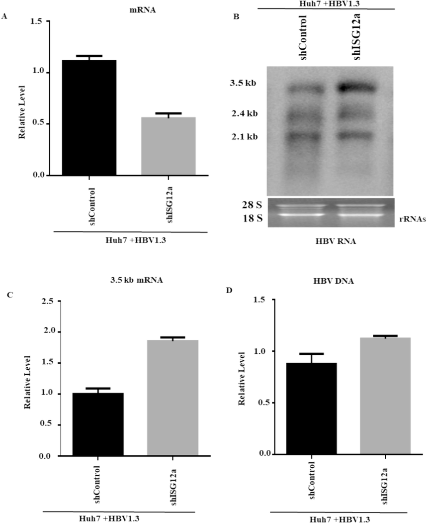 Silencing of ISG12a increased HBV RNA and DNA in Huh7 cells. (A-D) carefully transfected Huh7 cells with 0.8 µg of pHBV1.3 and 0.2 µg of pSV-β-gal. After 24 h, the cells were transduced with lentiviruses producing ISG12a-targeting shRNAs (shISG12a-4 and shISG12a-5), or shControl. The total RNA of HBV was isolated from transduced Huh7 cells. (A) ISG12a mRNA levels were analyzed by qRT-PCR, where GPADH mRNA levels of expression were used for data normalization. (B) Transcripts of HBV, i.e., 3.5 kb, 2.4 kb, and 2.1 kb, were detected through the northern blot. The 28S and 18S rRNAs were utilized as loading controls. (C) The pgRNA was validated by qRT-PCR, and the GAPDH mRNA level of expression acted as a reference control. (D) The HBV intracellular core-associated DNA were first extracted and then detected 4 days post-transduction by q-PCR.