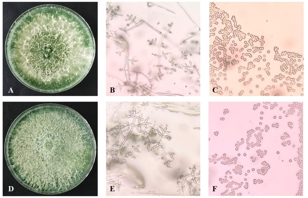 Colony of TM10 on PDA after 7 days (A), phialides of TM10 (B), conidia of TM10 (C), colony of SB8 on PDA after 7 days (D), phialides of SB8 (E), conidia of SB8 (F).