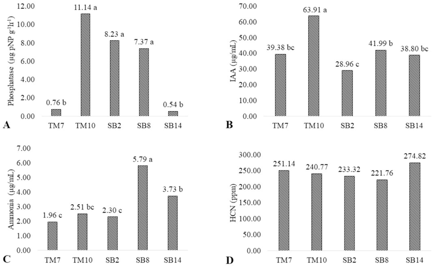 Plant growth promoting traits of five Trichoderma strains isolated from West Java, Indonesia. Phosphatase activity (A), IAA production (B), ammonia production (C), HCN production (D).