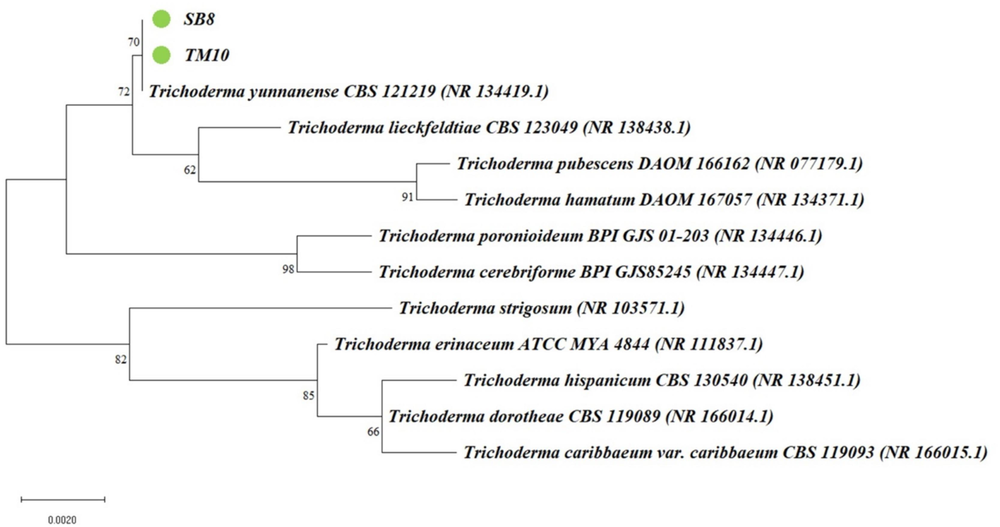 The phylogenetic tree uses DNA sequences from the isolated Trichoderma spp. (SB8 and TM10, green circle) used for the recent study which are constructed based on the neighbor-joining method and the p-distance genetic distance model with the MEGA11 application. (For interpretation of the references to colour in this figure legend, the reader is referred to the web version of this article.)