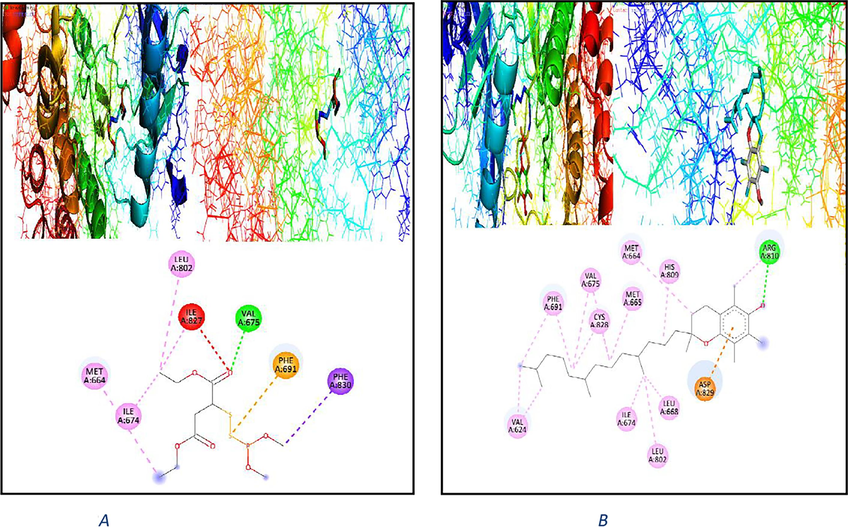 2D & 3D plot interaction of malathion (3A) and plot interaction of vitamin E WGO (3B) with liver rat protein (PDB code: 4rt7) receptor.