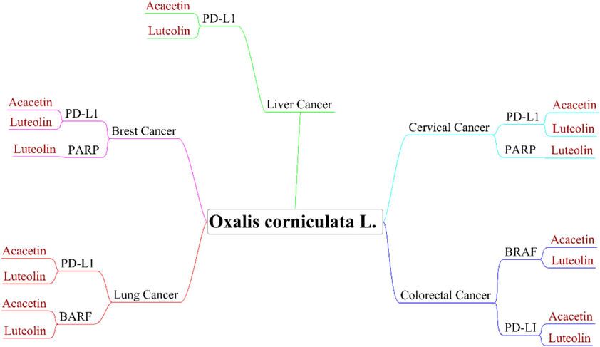 Schematic representation of the shortlisted phytochemicals acacetin and luteolin from Oxalis corniculata and their possible targets from different cancer types.