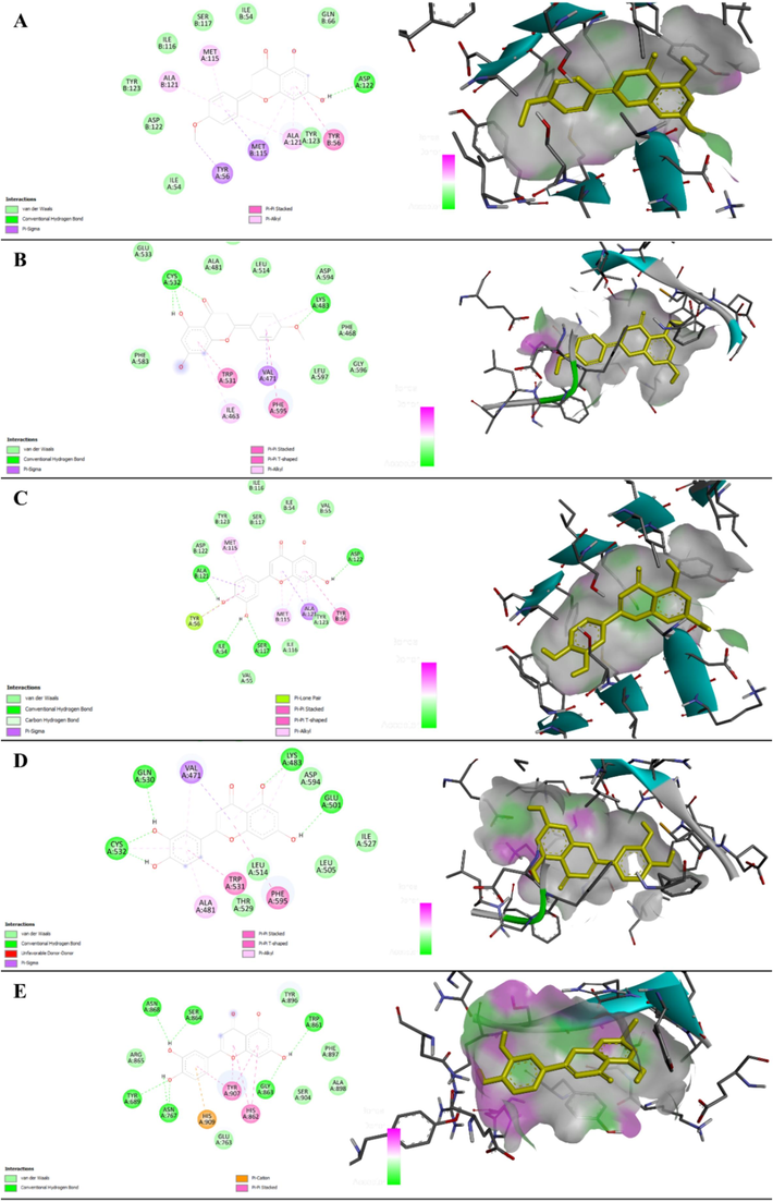 Binding affinity and amino acid interactions of acacetin complexed with PD-L1 (A) and BRAF (B), luteolin complexed with PD-L1 (C), BRAF (D), and PARP (E) shown in the form of two-dimensional interactions and three-dimensional binding mode.