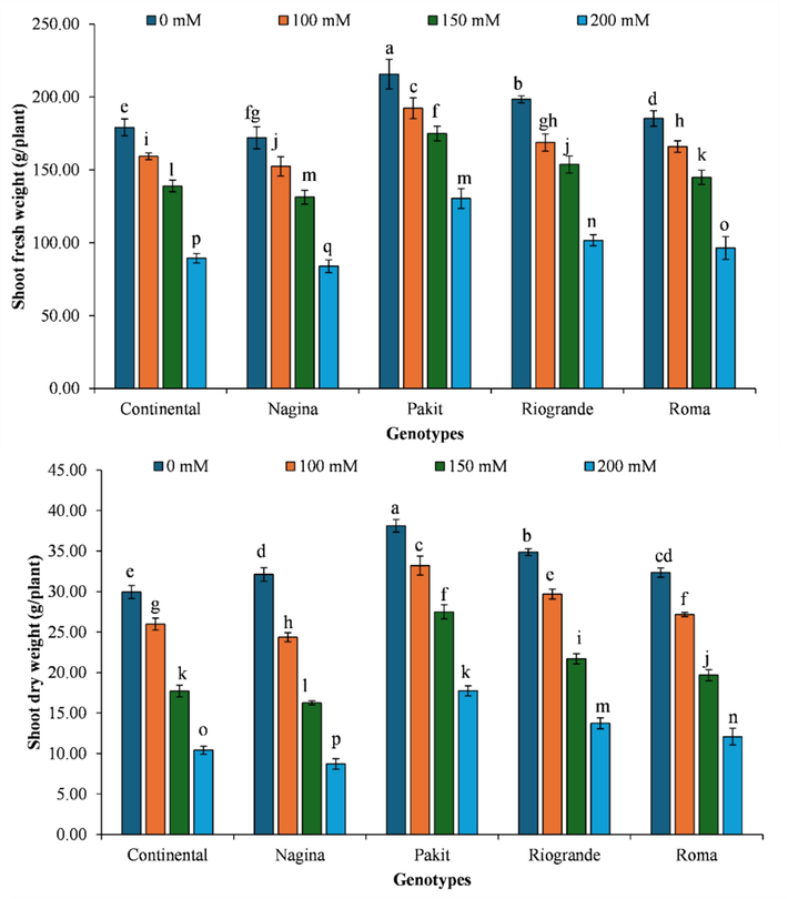 The impact of genotypes by salinity levels interaction on dry matter production of different tomato genotypes included in the study. The column indicates the means, whereas the error bars present standard errors of the means (n = 4). The means with different letters are statistically different from each other (LSD for shoot fresh weight = 3.71, LSD for shoot dry weight = 1.01).