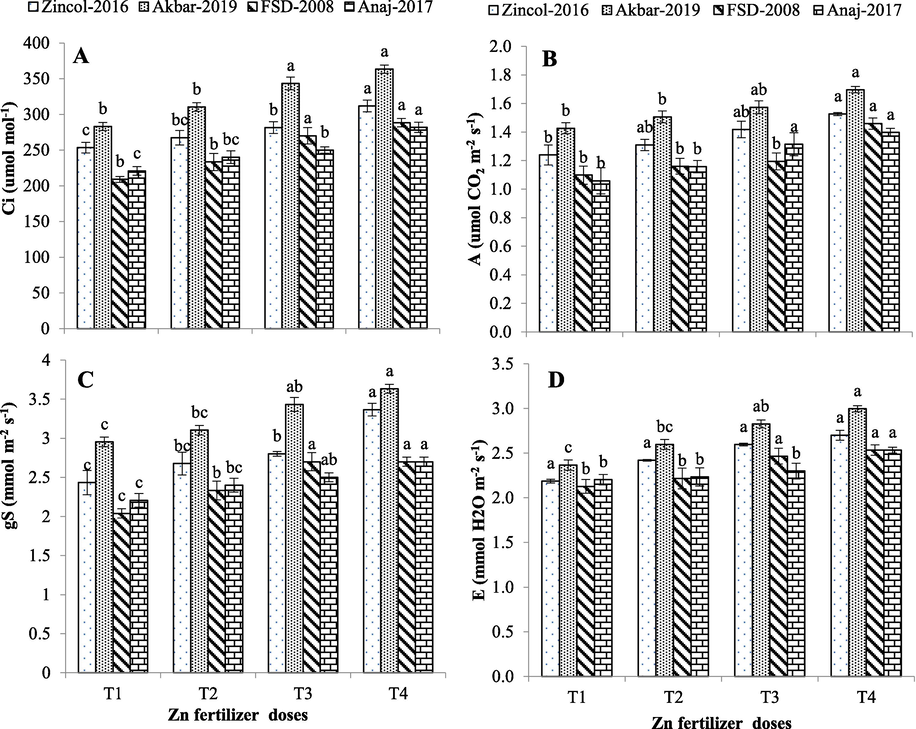 (A) net photosynthetic rate (A); (B) transpiration rate (E); (C) stomatal conductance (gS) and (D) sub stomatal CO2 concentration (Ci) of wheat cultivars fertigated with Zn fertilizer. Different letters (a-c) on bars represent significant difference among treatments at p < 0.05 (DMRT).