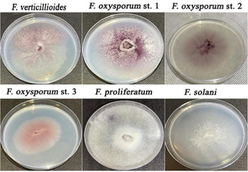 Culture characteristics of the isolated Fusarium strains.