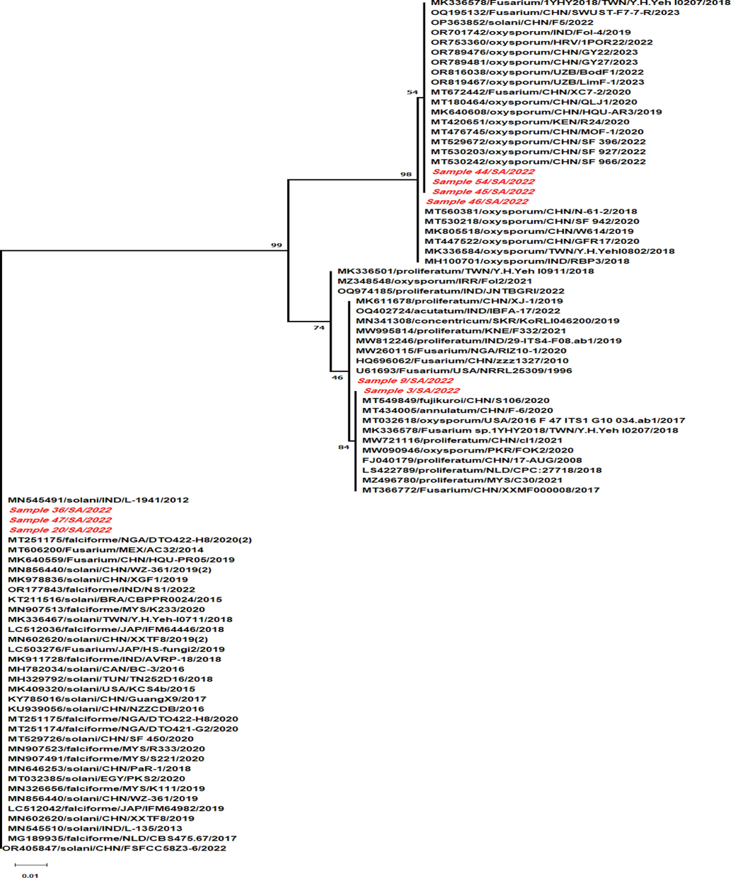 Phylogenetic analysis of the isolated Fusarium strains isolated from coffee plants in Saudi Arabia.