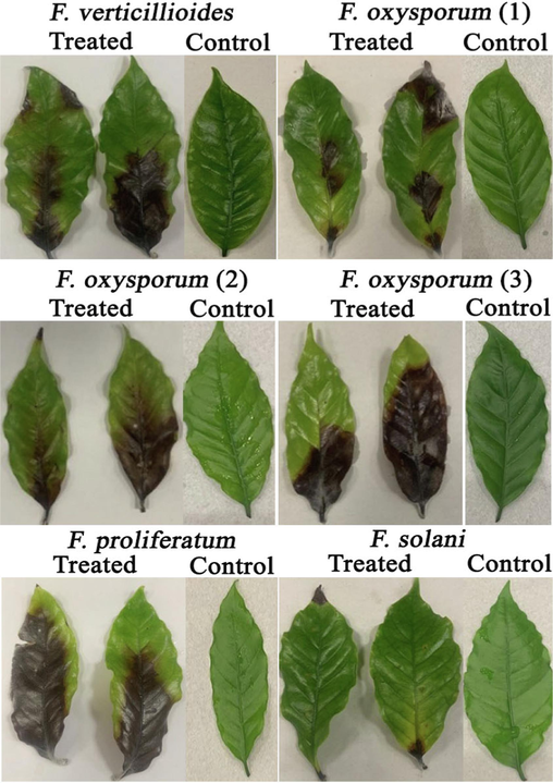 Pathogenicity assay of different Fusarium isolates on detached leaves of coffee plants.