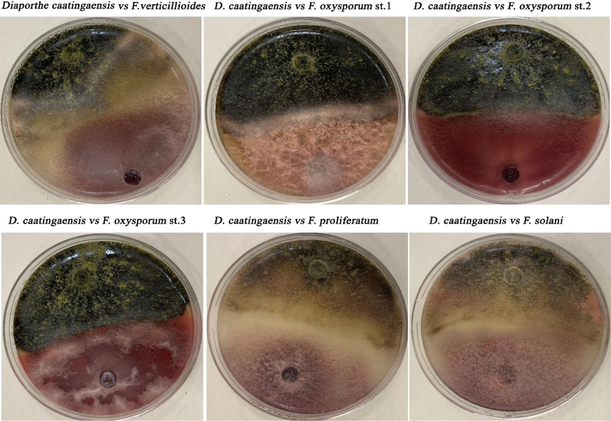 Antagonistic activity of the isolated Diaporthe caatingaensis strain against the isolated Fusarium strains.