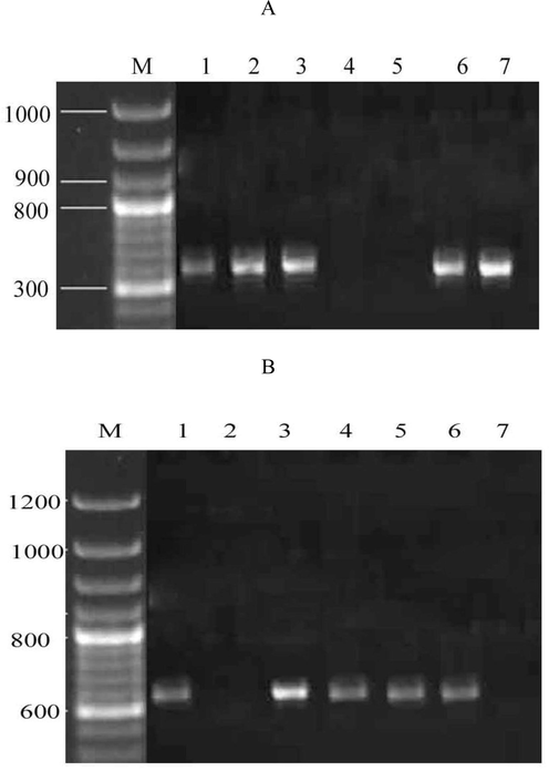 Agarose gel electrophoresis shows the presence of drug resistance genes in MDR P. aeruginosa. mcr-1 gene was amplified using specific primers (A), blaNDM−1 gene from the MDR P. aeruginosa (B). Lane M represents the DNA ladder and wells 1–7 denote MDR strains 1–7.