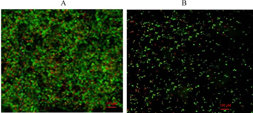 Confocal microscopy analysis of P. aeruginosa biofilm and synergistic activity of antibiotics. Microcolonies in the control biofilm (A) and less compact colonies of P. aeruginosa under aerobic conditions after treated with colistin and ceftazidime (B).