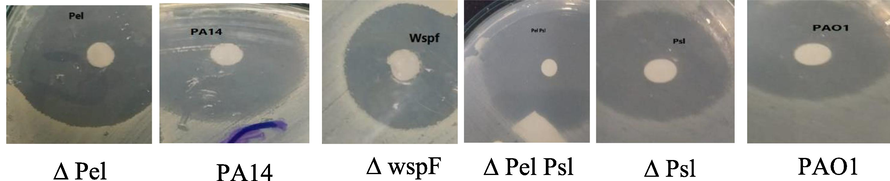 Antibacterial effect of β-sitosterol was measured by using disc diffusion method.