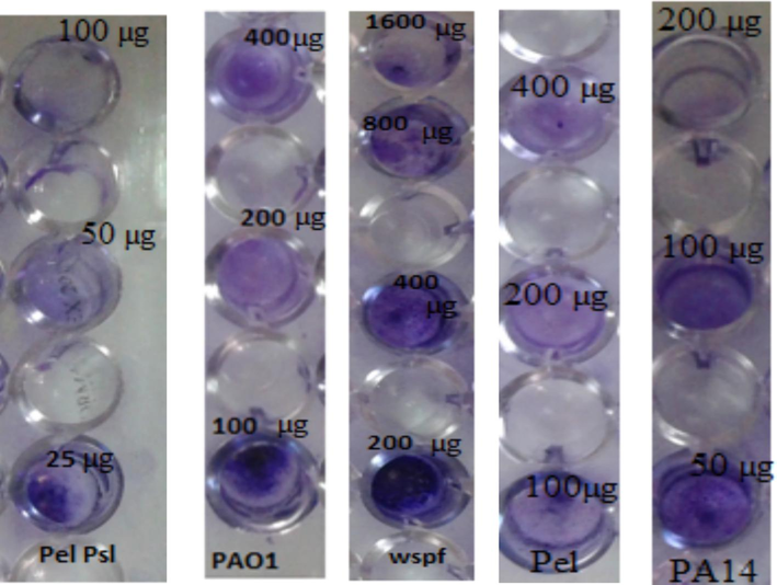 Showing reduction of biofilm with different mutant isolates by staining with crystal violet.