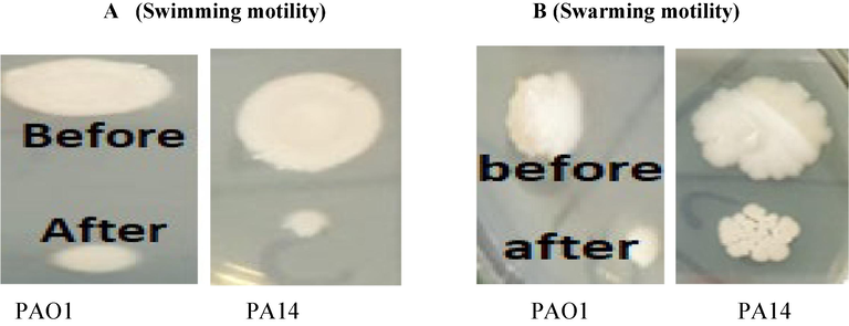 (A) Effects of β-sitosterol on swimming motility of different wild and mutant strains of P. aeruginosa, figure showing swimming before and after treatment.(B) Effect of β-sitosterol on swarming motility of different wild and mutant strains of P. aeruginosa, figure showing swarming before and after treatment.