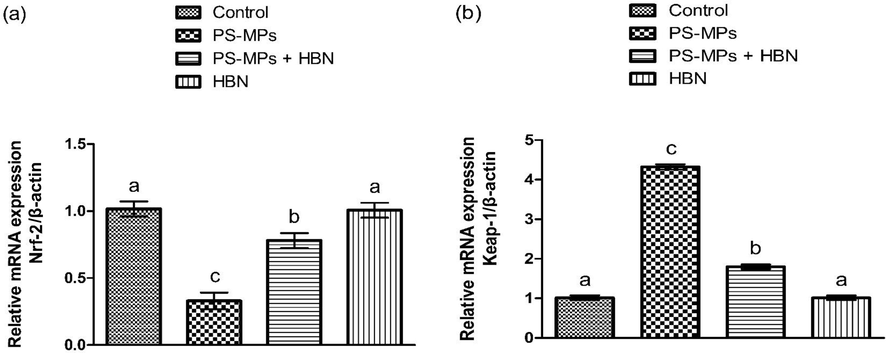 Impact of PS-MPs and HBN on the expression of Nrf-2 and Keap-1. Bars are are shown on the basis of Mean ± SEM. Bars with different superscripts are significantly (P<0.05) different from others. All the values in the table are based on 12 biological replicates per group with 3 technical replicates of each.