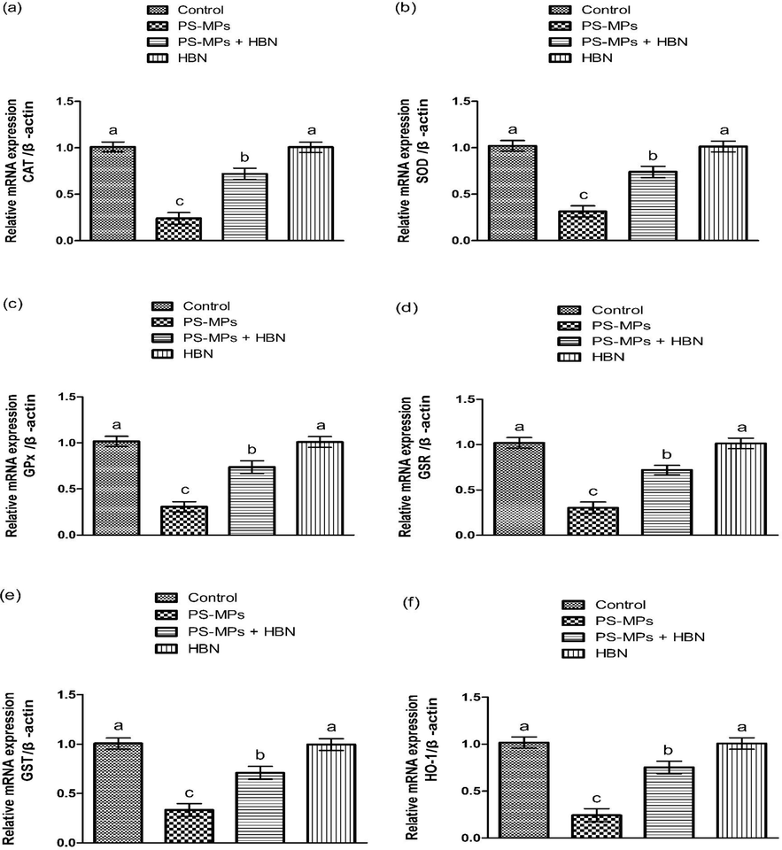 Impact of PS-MPs and HBN on the expression of anti-oxidant genes. Bars are are shown on the basis of Mean ± SEM. Bars with different superscripts are significantly (P<0.05) different from others. All the values in the table are based on 12 biological replicates per group with 3 technical replicates of each.