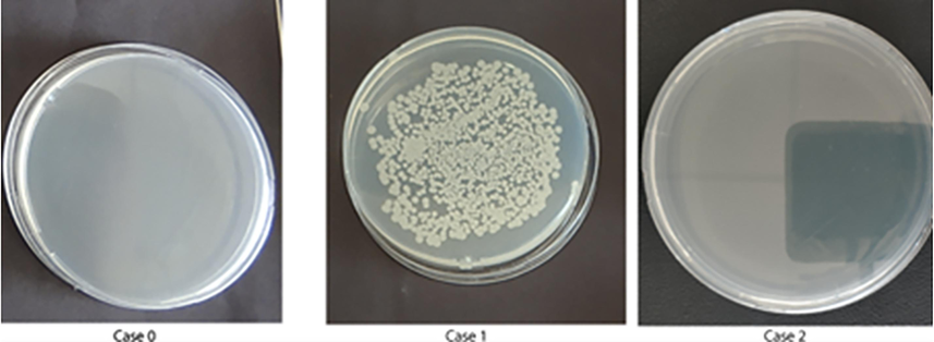 Microbial cultures of water samples illustrating E. coli growth in different cases after 24 hours.