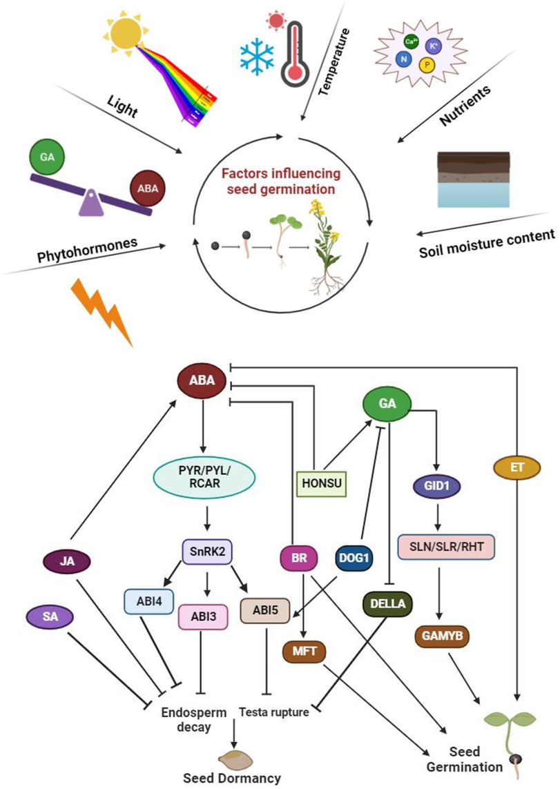 The exogenous and endogenous driving factors of seed germination. a) The external factors influencing seed germination, which are the priming sources for the hormonal gene regulations. Seed germination is affected by different factors such as soil moisture content, nutrients, temperature, light and hormone contents and expression of their respective genes. b) A pathway of genes promoted by different phytohormones for seed germination and dormancy. Repressor of GA biosynthesis, delay of germination 1 (DOG1), activates ABI3 and ABI5 which prevent the testa rupture thereby lead to the dormancy.