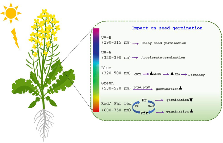 Schematic representation of potential impact of light at different wavelengths during seed germination sourced from literature in different crops. Pr and Pfr represent inactive and active phytochromes.