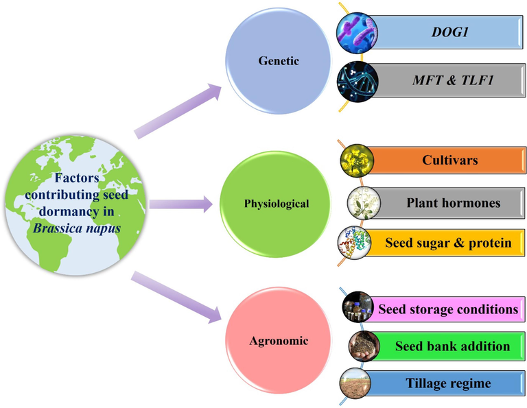 An overview of the factors contributing to seed dormancy in Brassica napus L.