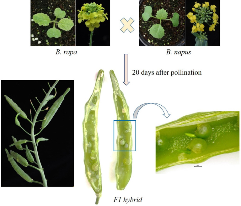 Precocious germination in the interspecific hybrids of B. rapa and B. napus. The F1 hybrids between B. rapa and B. napus was found to have preharvest sprouts after 20 days after pollination.