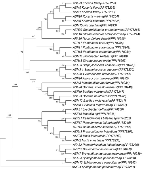 Phylogenetic tree of airborne bacteria isolated near waste containers in Jeddah, Saudi Arabia.