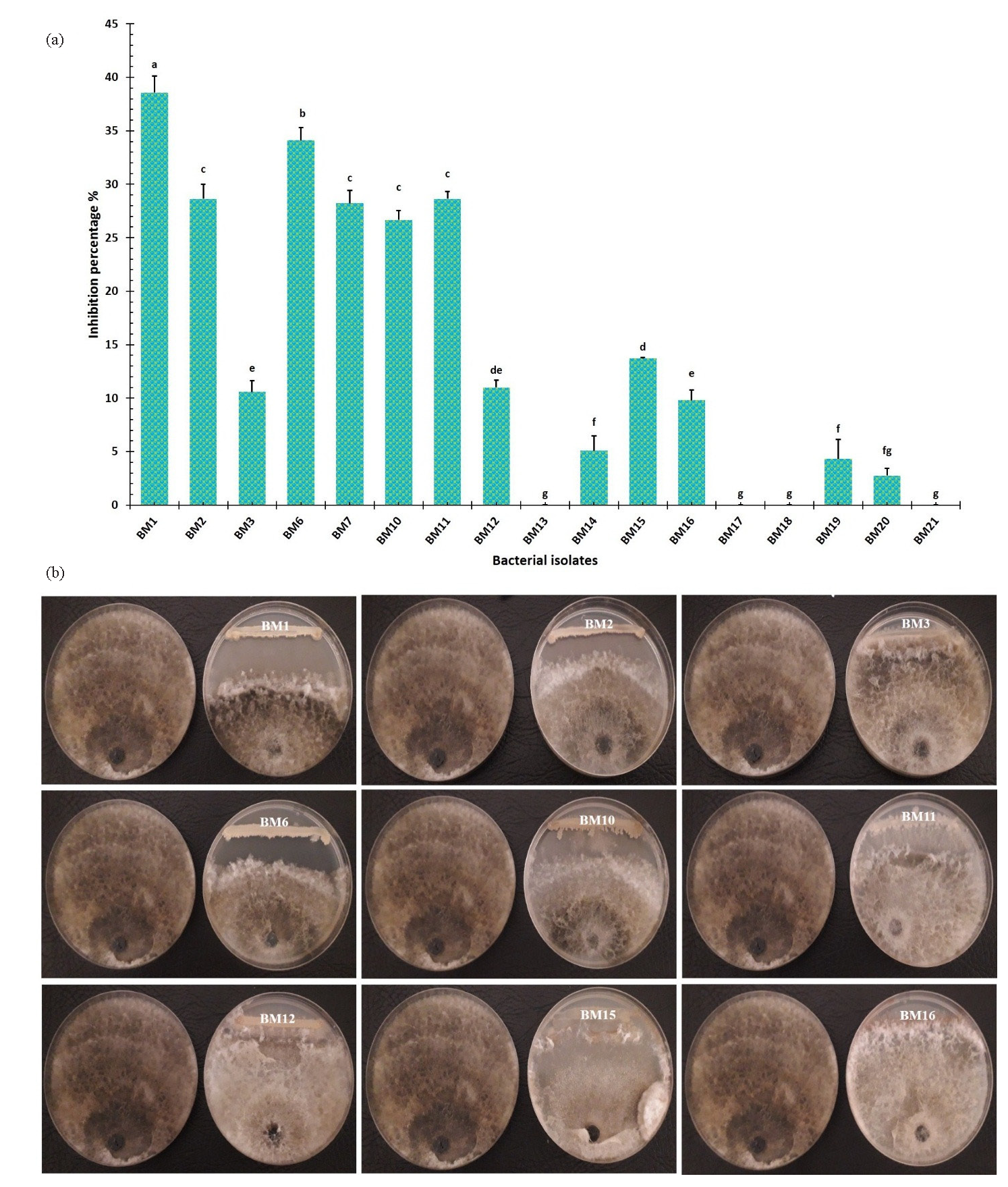 (a) Bacillus isolates' percentage of inhibition against Macrophomina phaseolina, and (b) Bacillus isolates' antagonistic effects against Macrophomina phaseolina. The comparable fungus control on the left plate is free of antagonistic bacteria, while the fungus containing antagonistic bacteria is present on the right plate. The obtained results were analyzed using complete randomized design (CRD) through a one-way ANOVA. The least significant difference (L.S.D.) test was calculated at p≤0.05 of significance by CoSTAT software. Means on each column followed by the same lowercase letter do not differ significantly.
