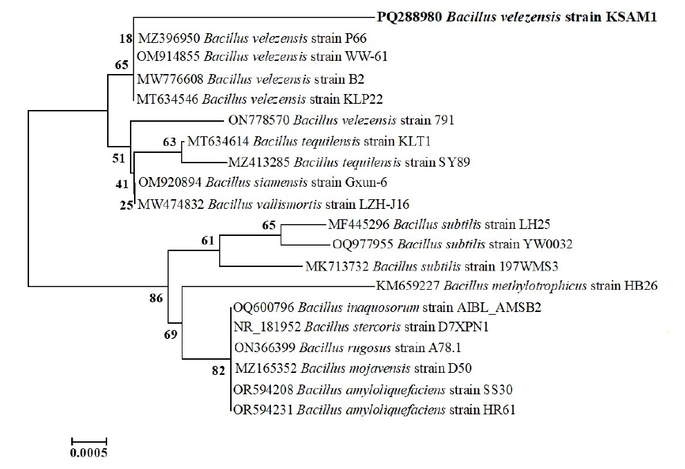 Optimizing the batch fermentation process (agitation and aeration) of ...