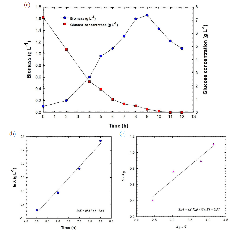 (a) Shows the fermentation broth's glucose content and biomass against the time of batch fermentation No.1 of culture broth of Bacillus velezensis isolate KSAM1, (b) Shows the relationship between Ln biomass (X) and time and (c) Yield coefficient of biomass, YX/S. X0, represent the culture biomass at primary time t0; X, the culture biomass at time t; S0, content of glucose in the culture at primary time t0 and S, content of glucose in the culture at time t.