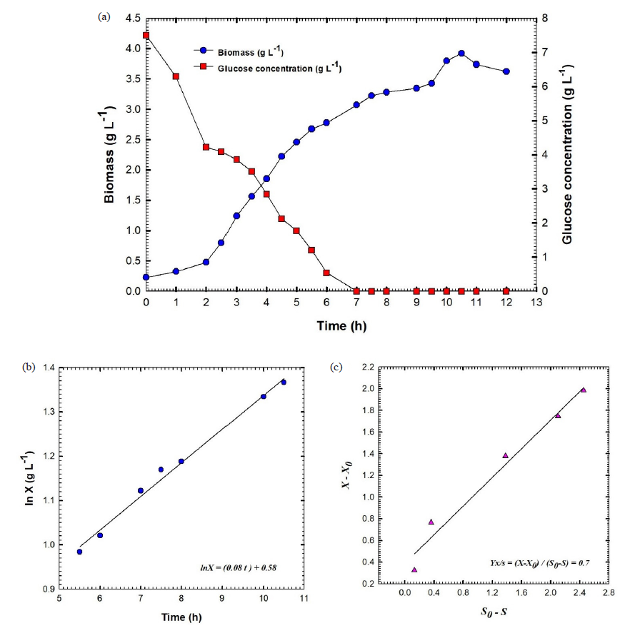 (a) Shows the fermentation broth's glucose content and biomass against the time of batch fermentation No.2 of culture broth of Bacillus velezensis isolate KSAM1, (b) Shows the relationship between Ln biomass (X) and time and (c) Yield coefficient of biomass, YX/S. X0, represent the culture biomass at primary time t0; X, the culture biomass at time t; S0, content of glucose in the culture at primary time t0 and S, content of glucose in the culture at time t.